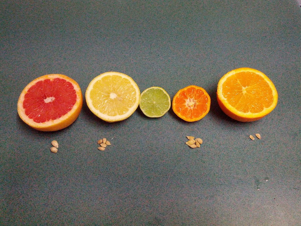 citrus fruits and seeds